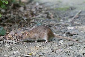 Versterkte concrete manier om ratten te bestrijden