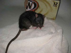 How to remove or get rid of mice and rats