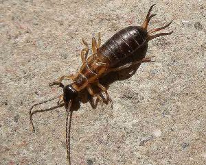 Fakta om to haler (Earwigs)