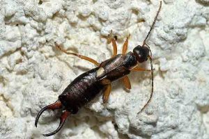 earwig المشتركة