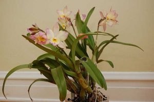 How to get rid of midges in orchids