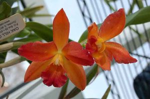 Nelle orchidee, i moscerini finiscono, cosa fare