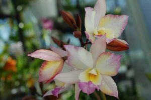 Misure di controllo del moscerino dell'orchidea