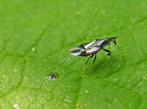 Où les moucherons apparaissent-ils dans les orchidées?