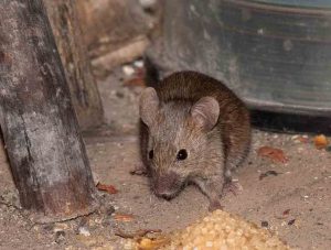 Una manera de tractar amb els ratolins a la casa i al camp