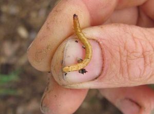 การต่อสู้ wireworms ในสวน