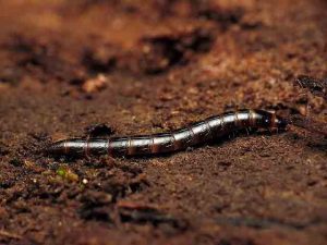 Wireworm-foranstaltninger