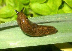 Vechtende naaktslakken in de tuin