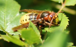 Hornet: how to get rid of a nest