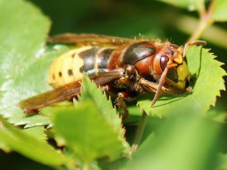 Szerszeń: jak pozbyć się gniazda