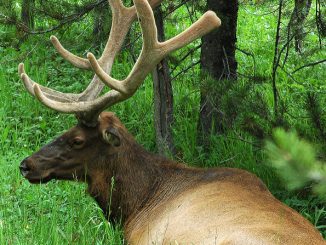 Why moose lice are dangerous for humans