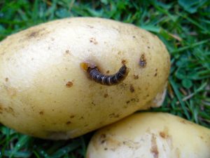 Sådan håndteres kartoffel wireworms