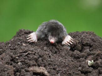 Hvordan takle føflekker i en sommerhus?