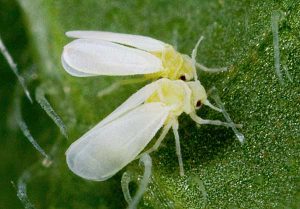 Whitefly: ศัตรูพืชต่อสู้หมายถึงวิธีกำจัด