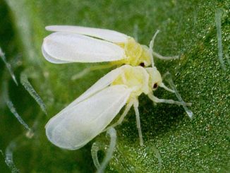 Whitefly: parassiti, combattimenti, mezzi, come sbarazzarsi