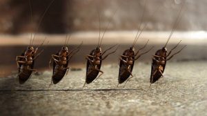 De bedste retsmidler mod kakerlakker i lejligheden