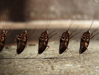 Les meilleurs remèdes pour les cafards dans l'appartement