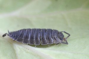 insecte poux des bois dans un appartement comment se débarrasser