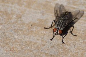 comment se débarrasser des mouches à la maison