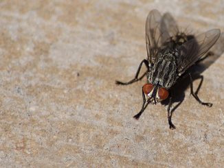 wie man Fliegen zu Hause loswird