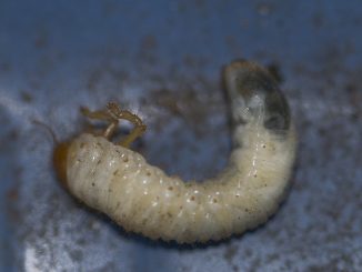 larva kumbang bagaimana menangani mereka