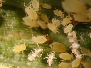 pucerons sur les fleurs d'intérieur comment se débarrasser