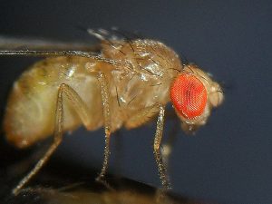 how to get rid of small midges in the kitchen