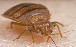 get rid of bed bugs in the apartment quickly