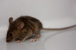 как да хванеш мишка в къща без мишка
