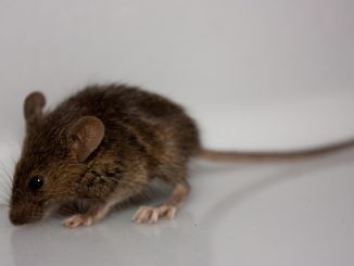 kako uhvatiti miša u kući bez mišolovke