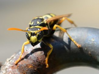 come affrontare le vespe nel paese