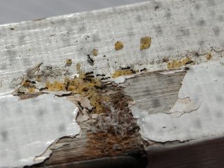 come trattare le formiche domestiche in un appartamento
