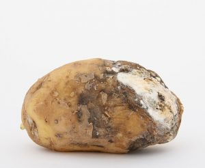 Schorf auf Kartoffeln, wie man die Erde behandelt