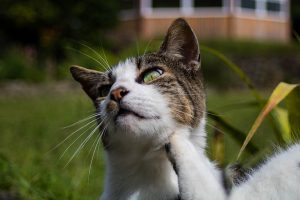 puces de chat comment se débarrasser