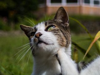 puces de chat comment se débarrasser