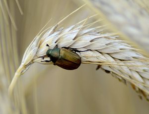 chrząszcze w zbożach, jak walczyć i się pozbyć