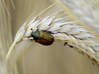 chrząszcze w zbożach, jak walczyć i się pozbyć