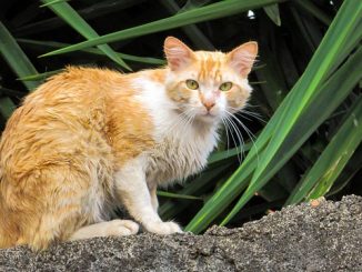 buon rimedio per le pulci per i gatti