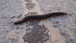 er scolopendra farlig for mennesker