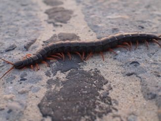 scolopendra เป็นอันตรายต่อมนุษย์