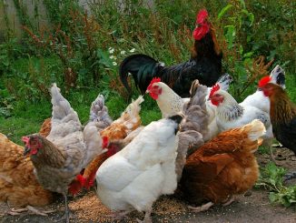 deltsid per le galline come applicare