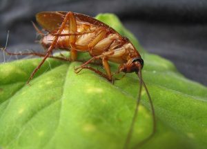 how to deal with cockroaches in an apartment