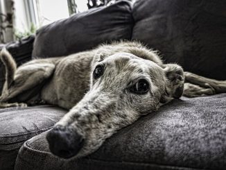 wie man eine Zecke von einem Hund entfernt