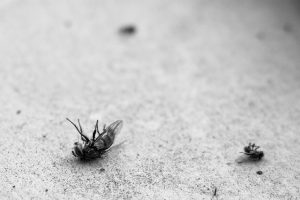 θεραπεία για μύγες σε εσωτερικούς χώρους