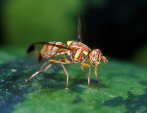 Drosophila fliegen, wie man los wird