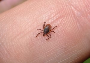 ticks ng bahay kung paano mapupuksa ang bahay