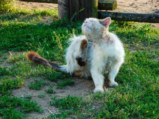 wie man eine Zecke bei einer Katze bekommt