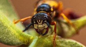 hornet bite hva du skal gjøre hjemme