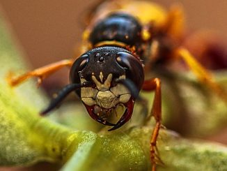 hornet bite hva du skal gjøre hjemme