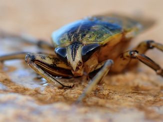 que les cafards empoisonnés dans un appartement